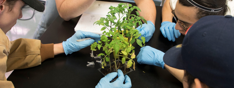 Students Touching a Plant